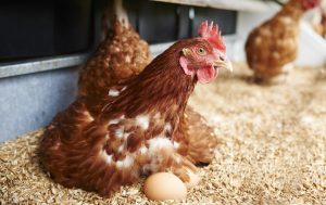 Glückliche Hühner Eier aus dem Hühnermobil