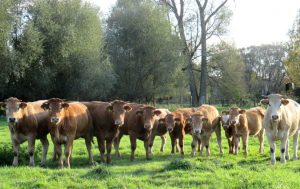 Rinder von den Okerwiesen regional Rindfleisch aus