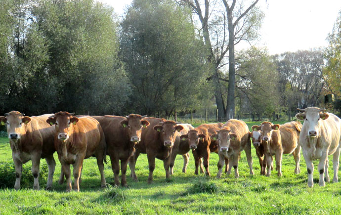 Rinder von den Okerwiesen regional Rindfleisch aus Braunschweig