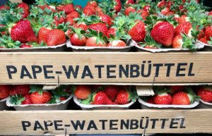 feldfrische Erdbeeren aus Braunschweig