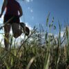 Ackerlauf Lamme Lauf über unsere Felder- Papes Gemüsegarten