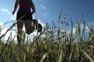 Ackerlauf Lamme Lauf über unsere Felder- Papes Gemüsegarten